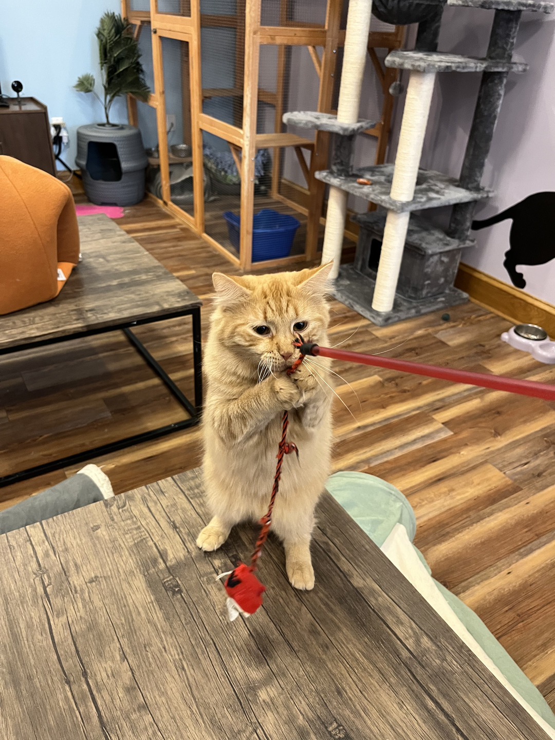 orange cat playing with red cardinal toy.